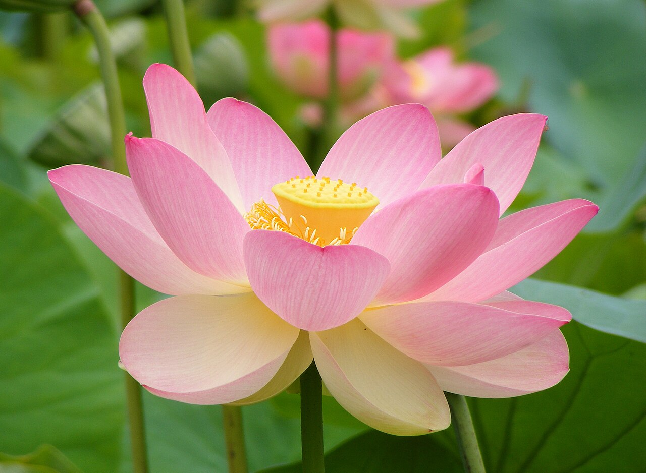 Lotus root