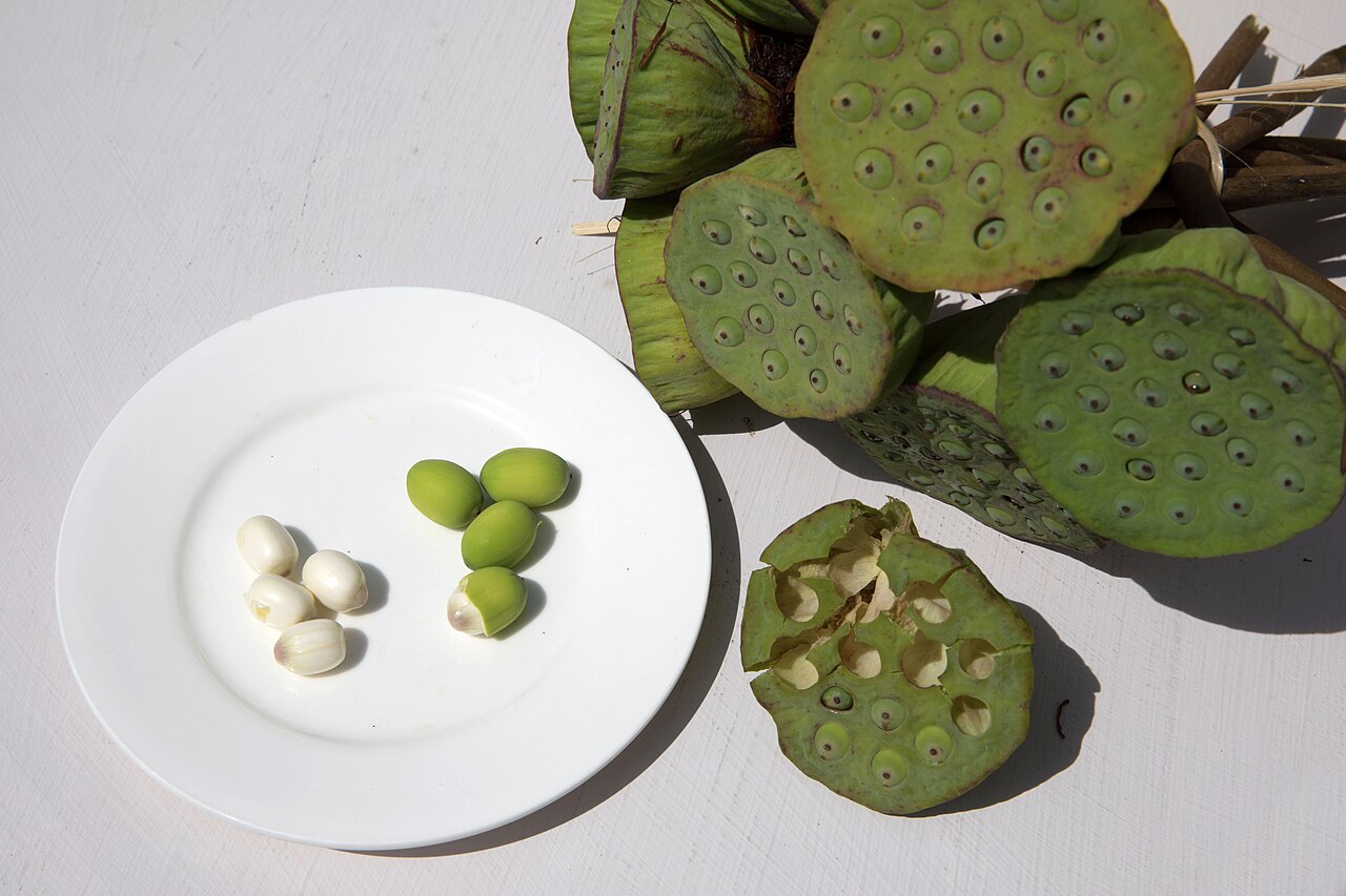 Lotus seeds