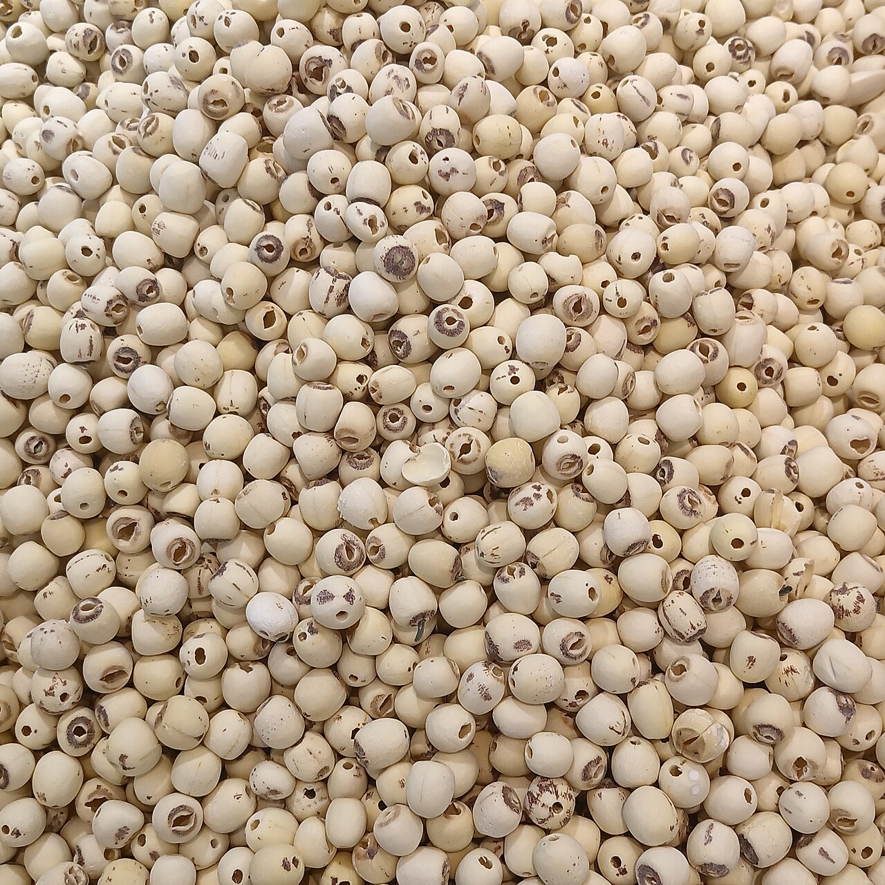 Lotus seeds