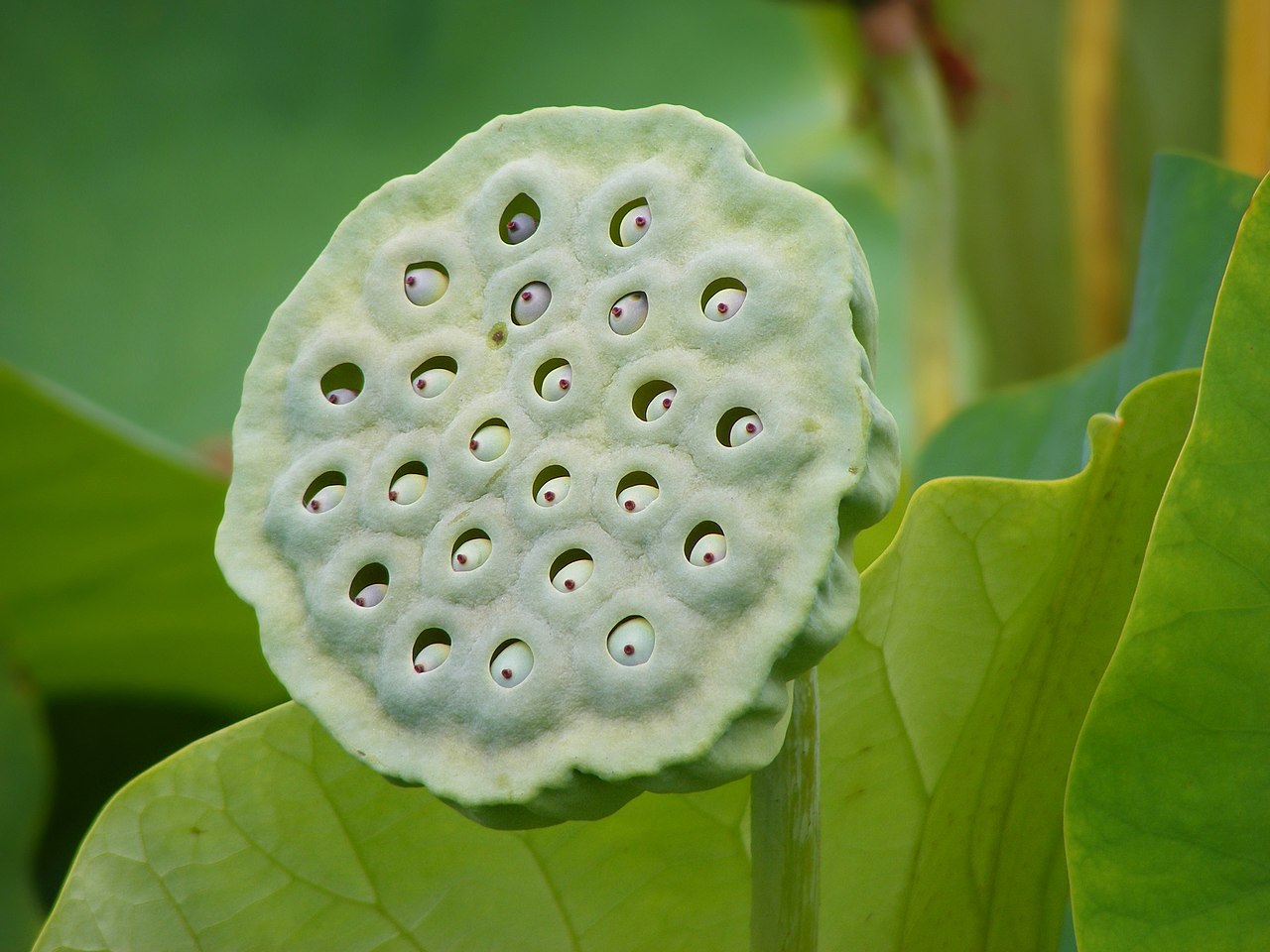 Lotus seeds