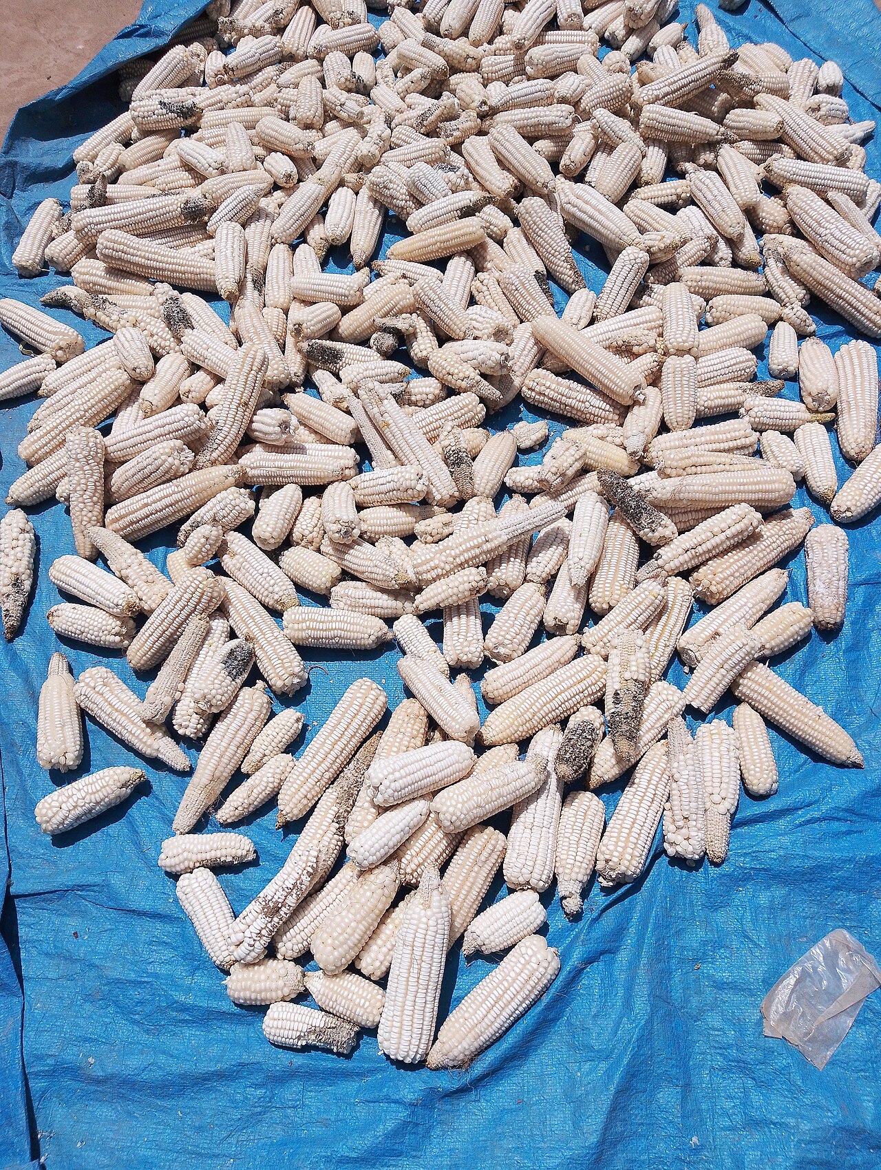 Maize (Corn)