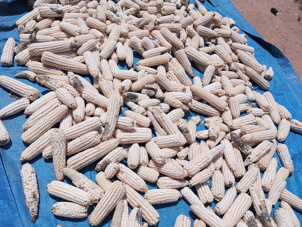 Maize (Corn)