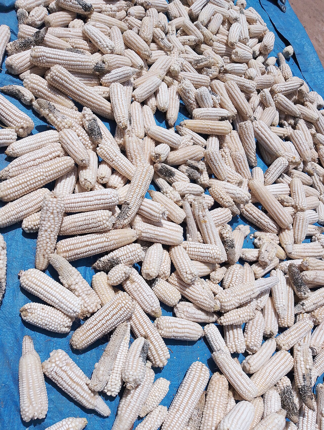 Maize (Corn)