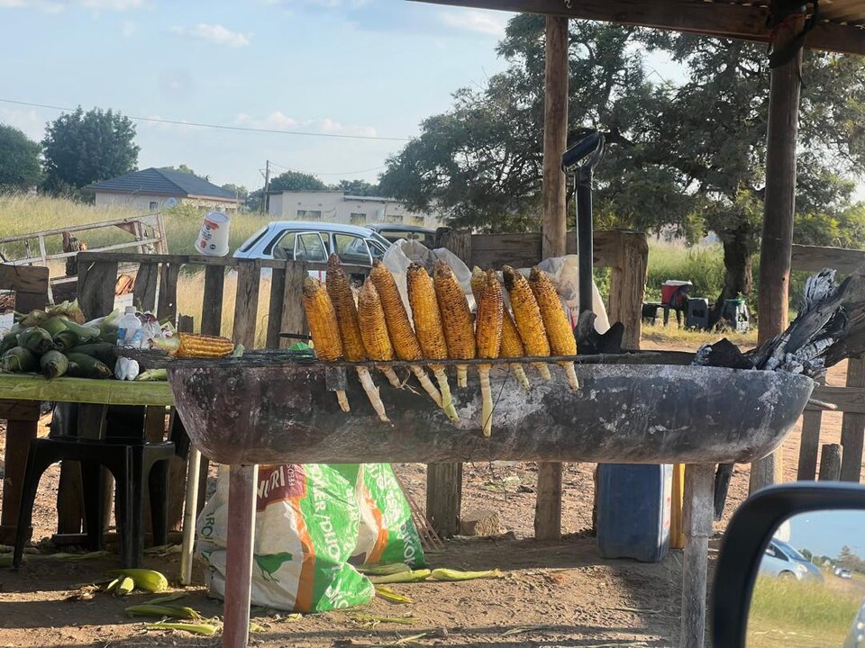 Maize (Corn)