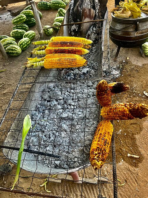 Maize (Corn)