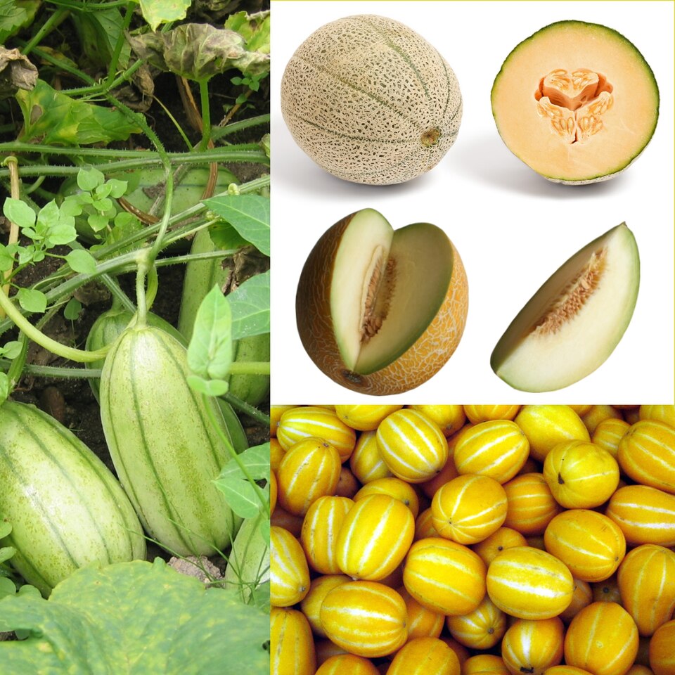 Melon