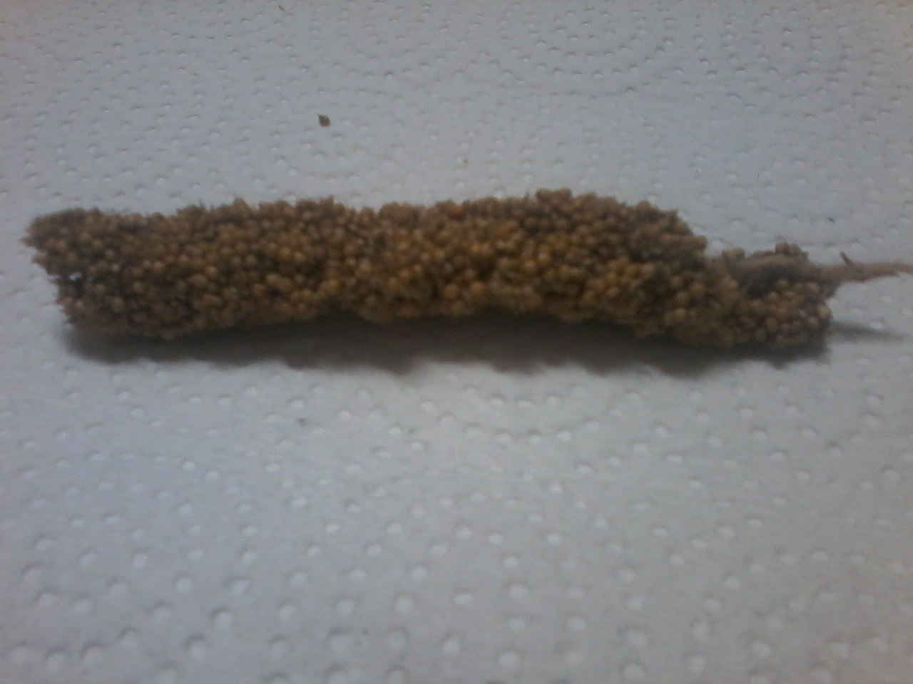 Millet