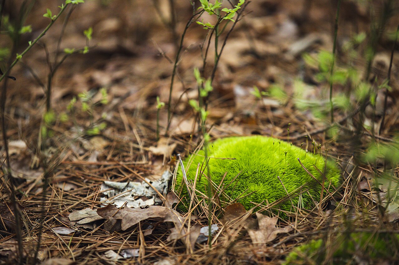 Moss Uses