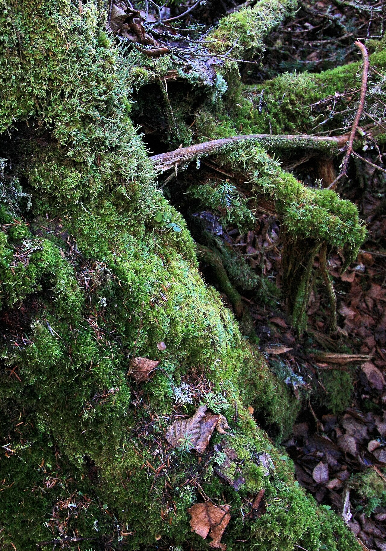 Moss Uses