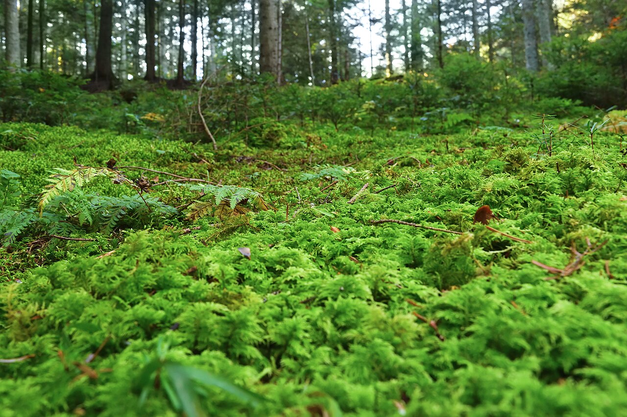 Moss Uses