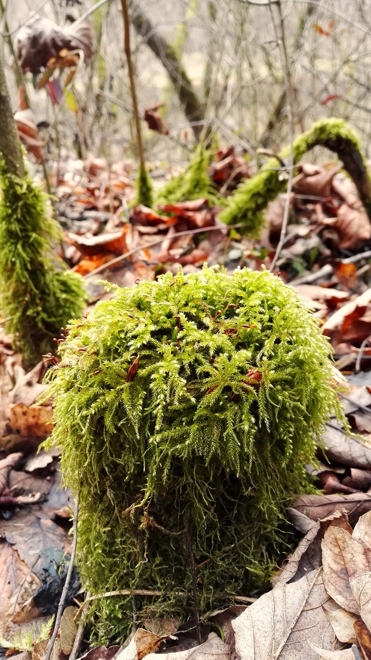 Moss Uses