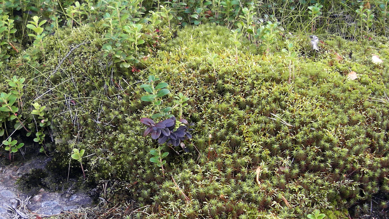Moss Uses