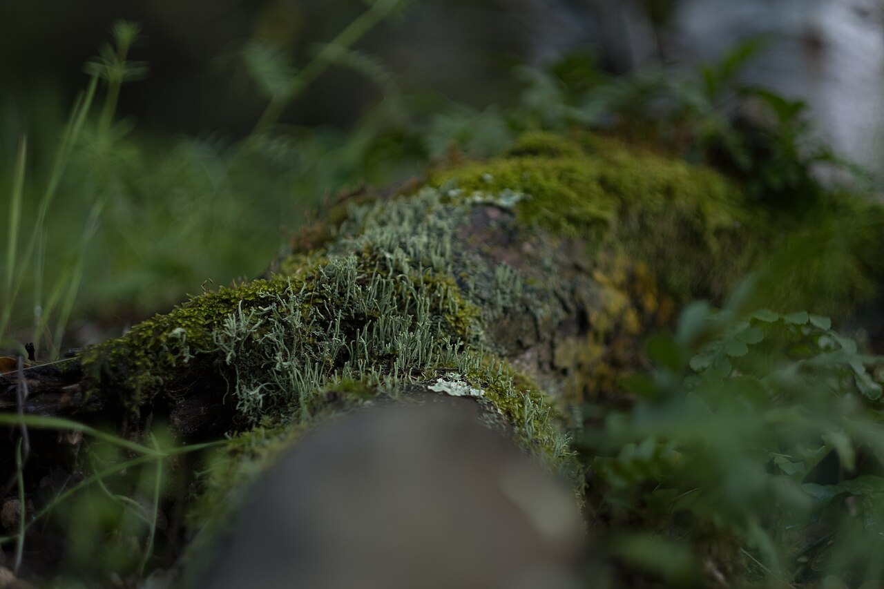 Moss Uses