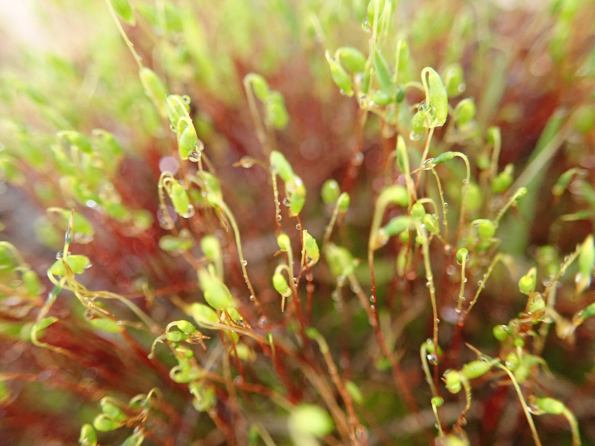 Mosses and Liverworts
