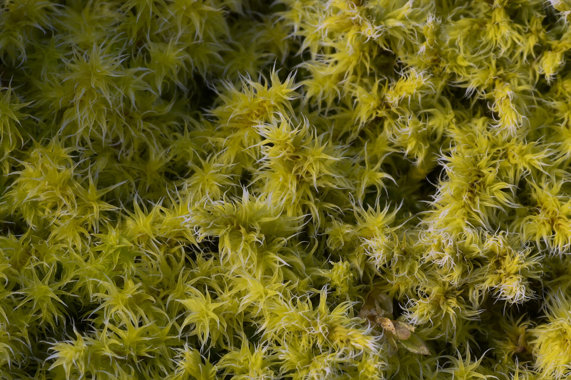 Mosses and Liverworts