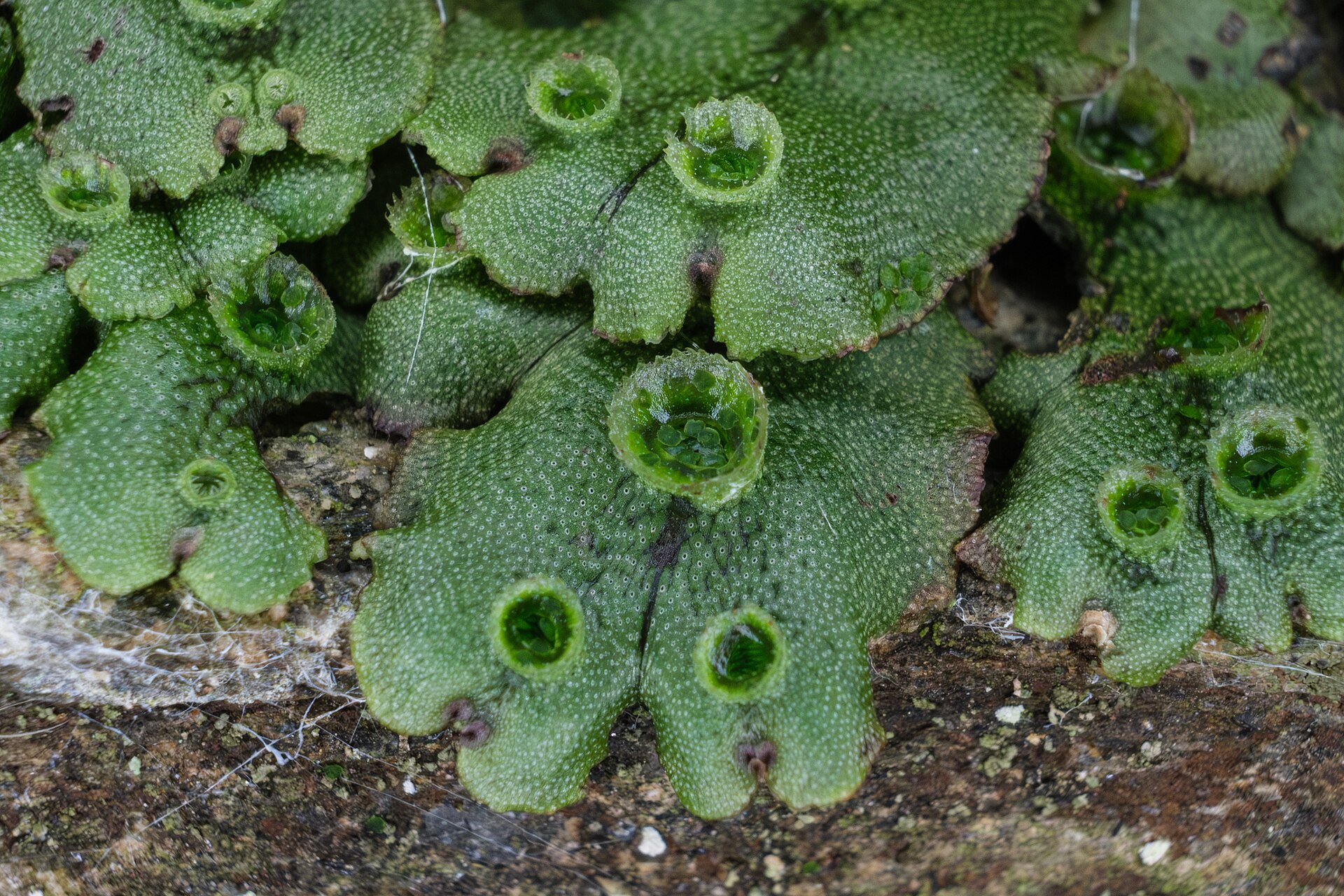 Mosses and Liverworts