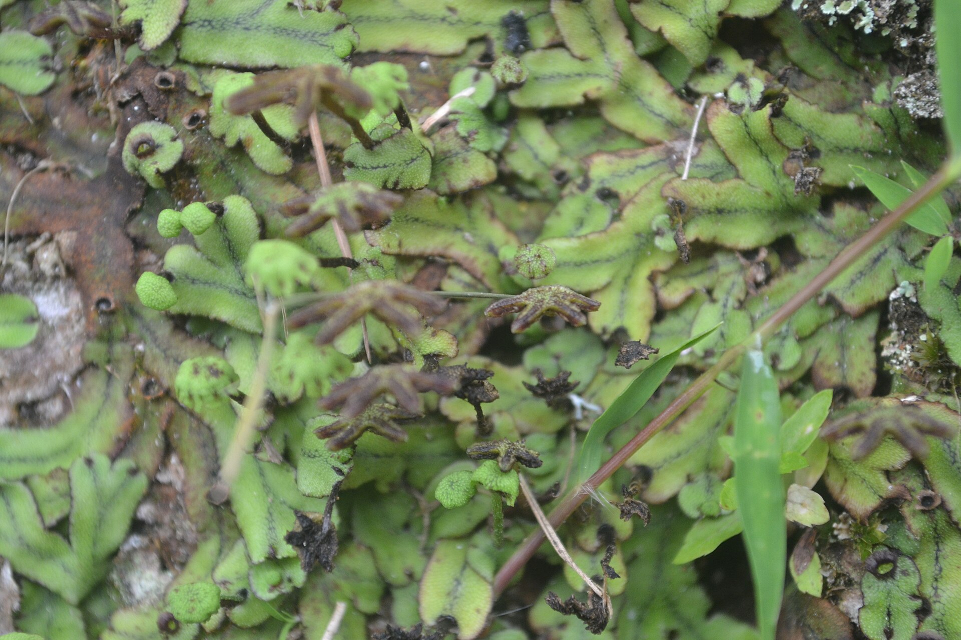 Mosses and Liverworts