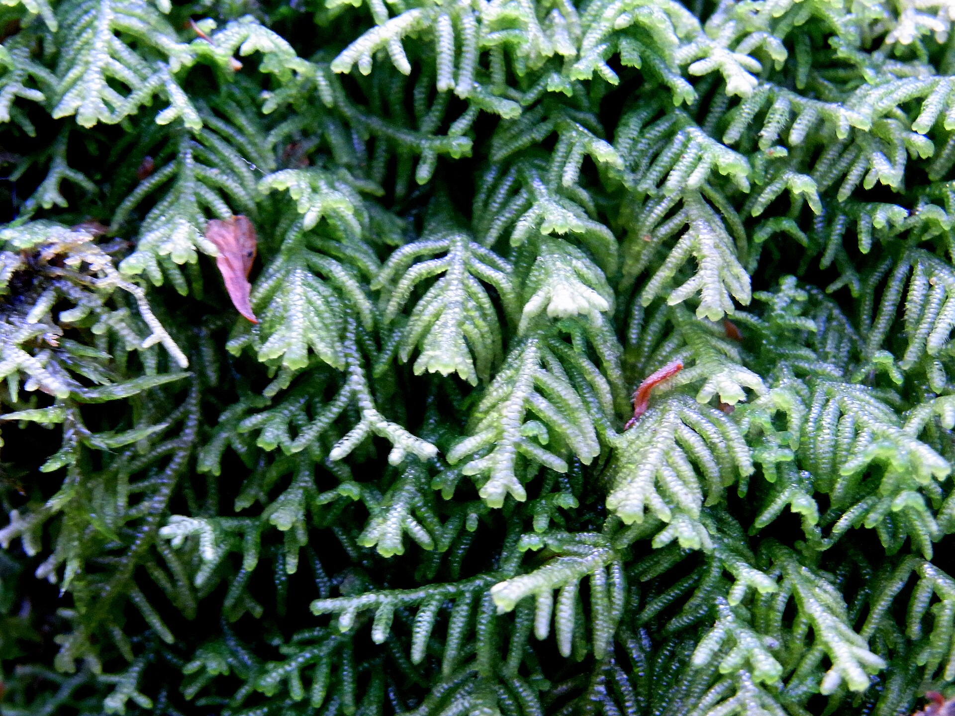 Mosses and Liverworts