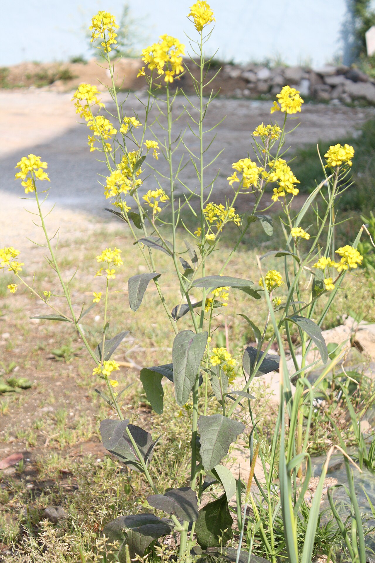 Mustard greens