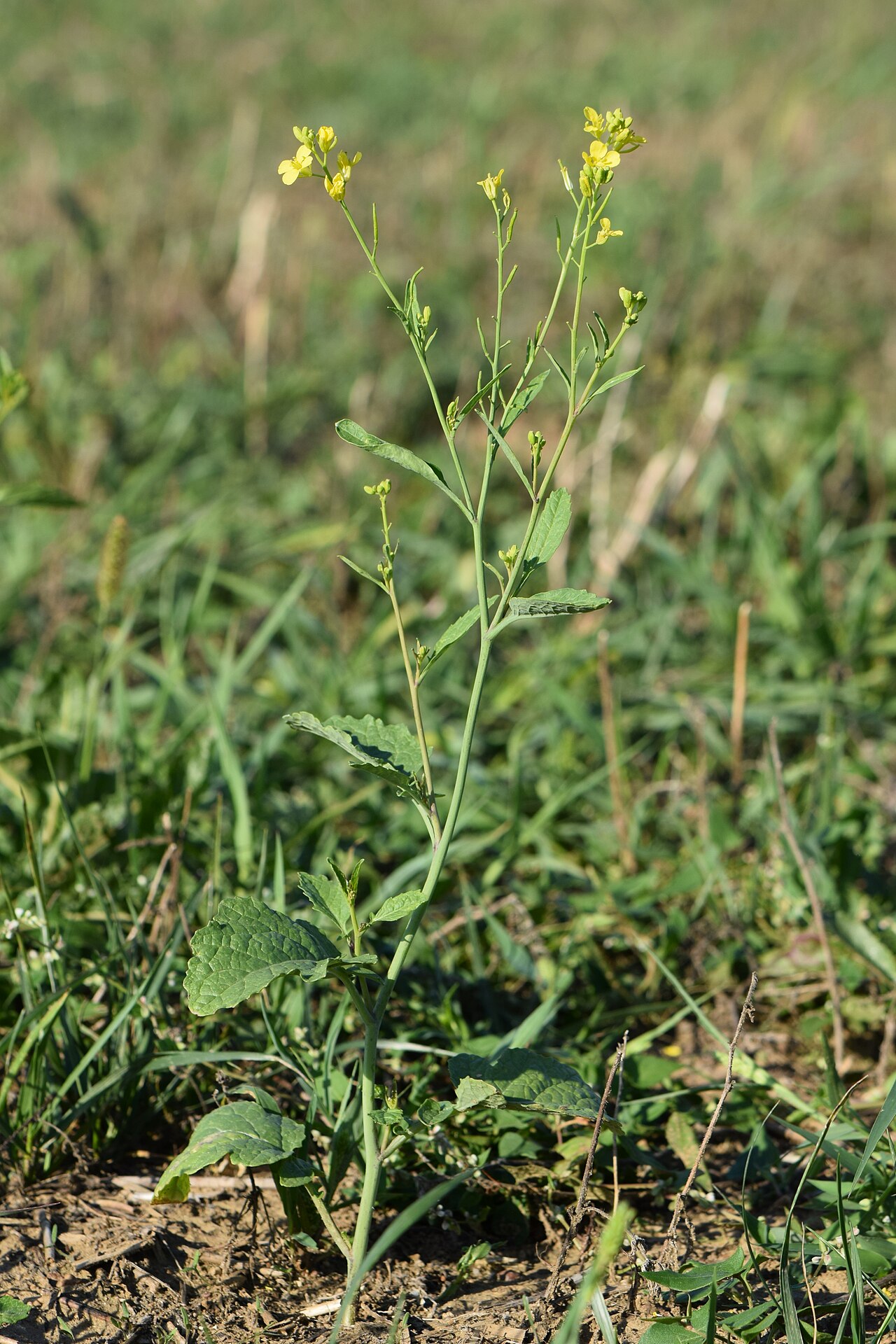 Mustard greens