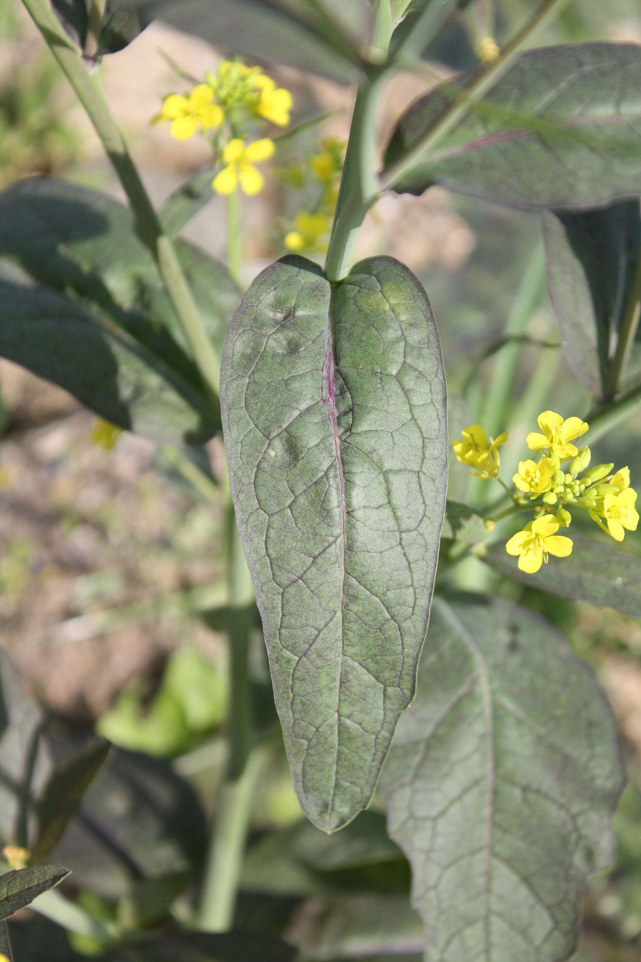 Mustard greens
