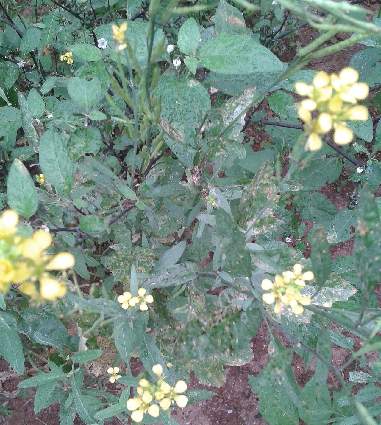 Mustard greens