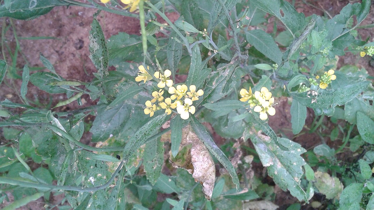 Mustard greens