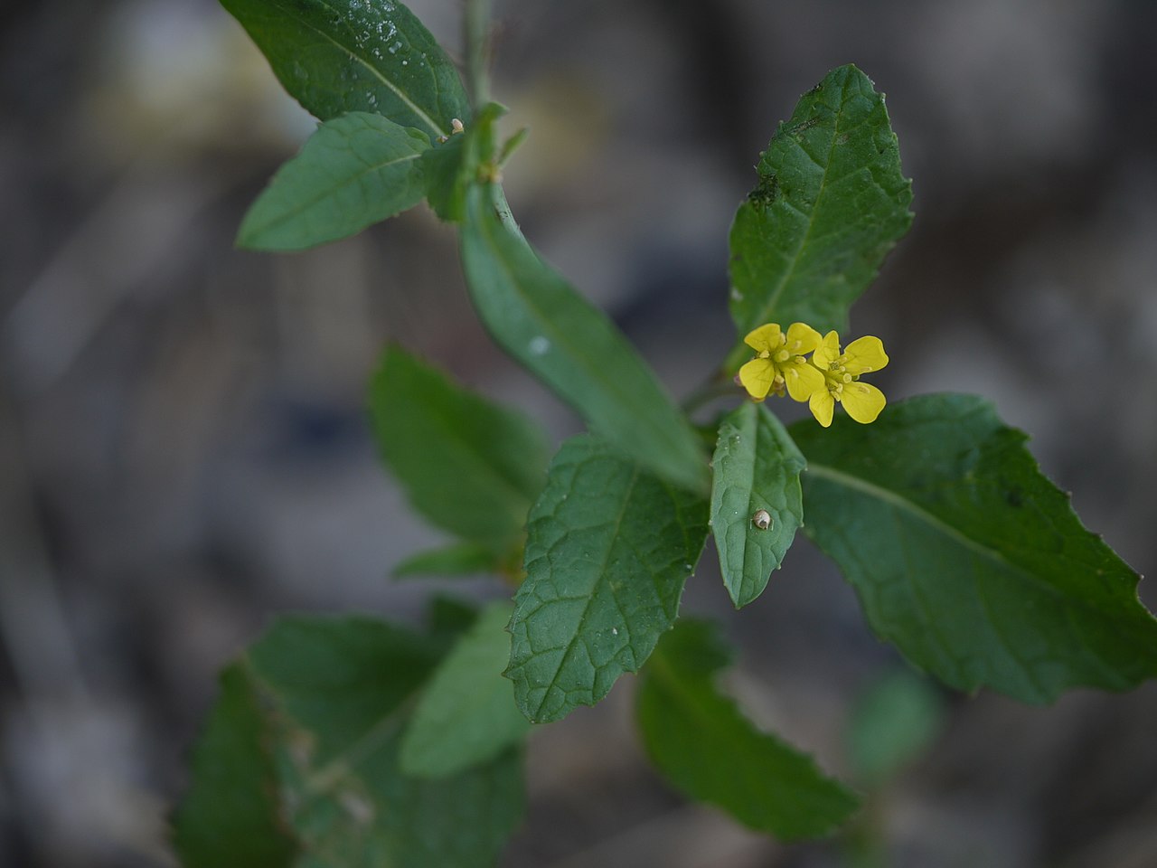 Mustard greens