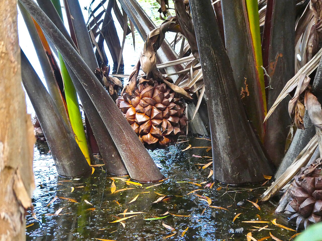 Nipa palm sap