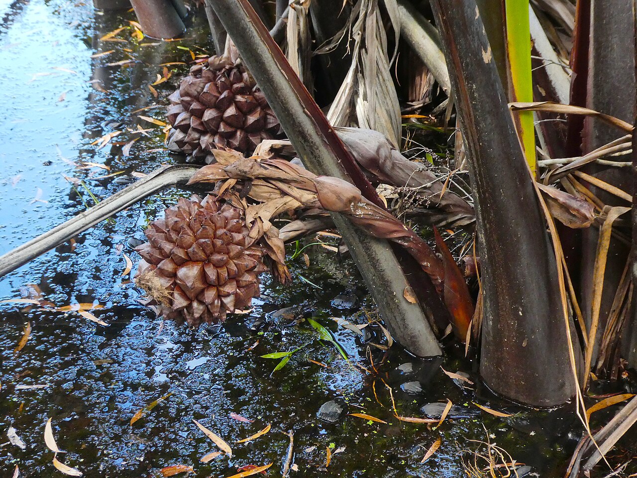 Nipa palm sap