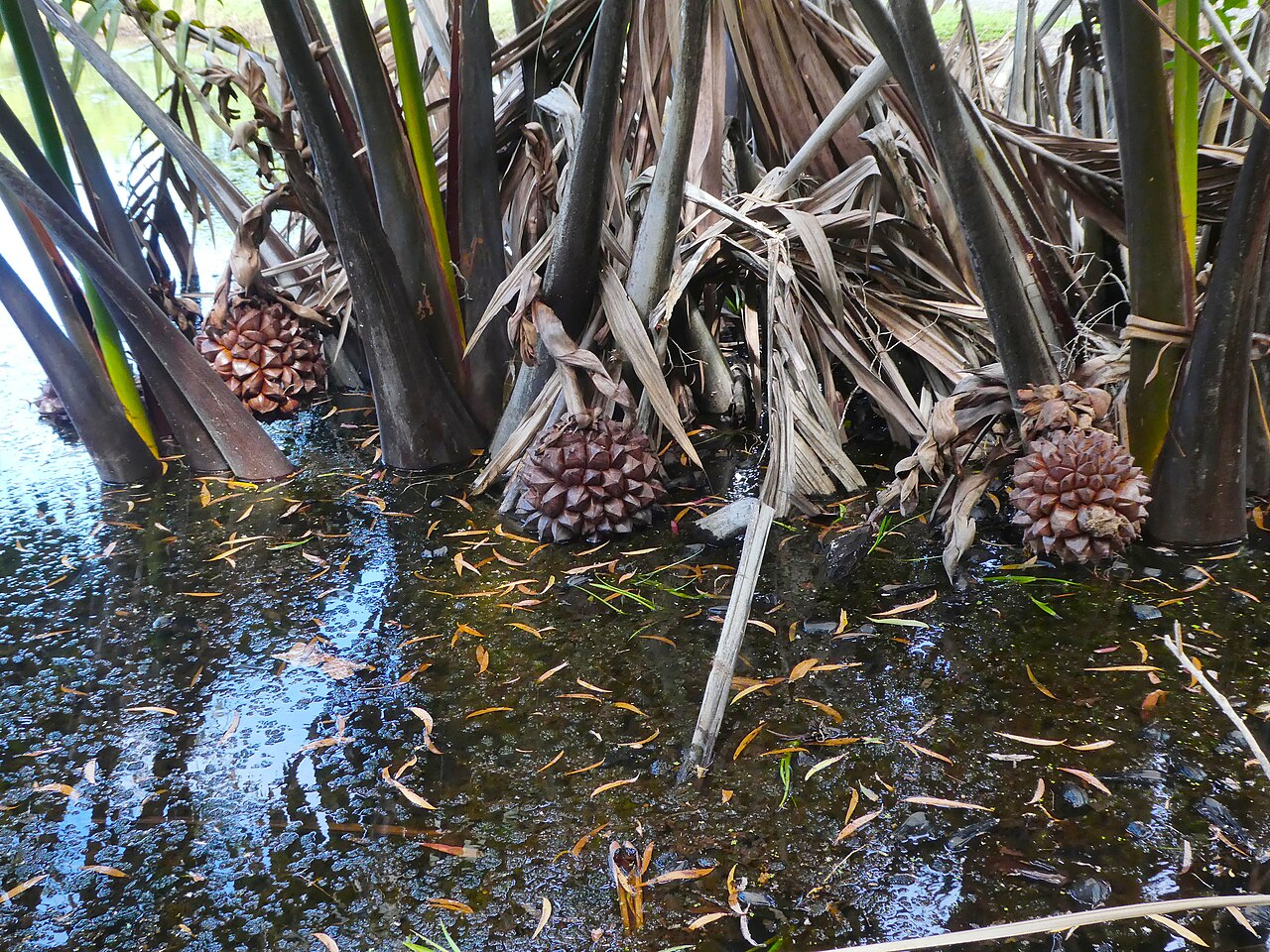 Nipa palm sap