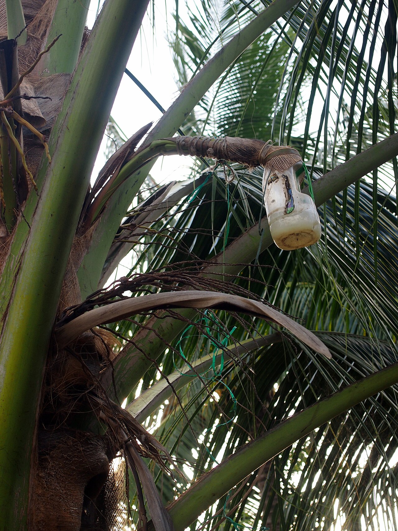 Nipa palm sap
