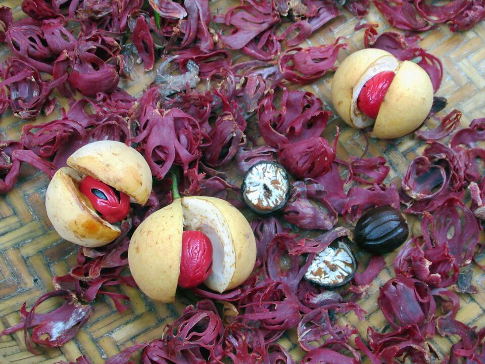 Nutmegs
