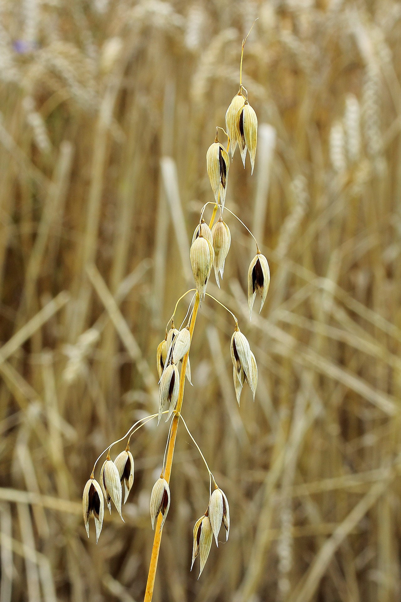 Oats
