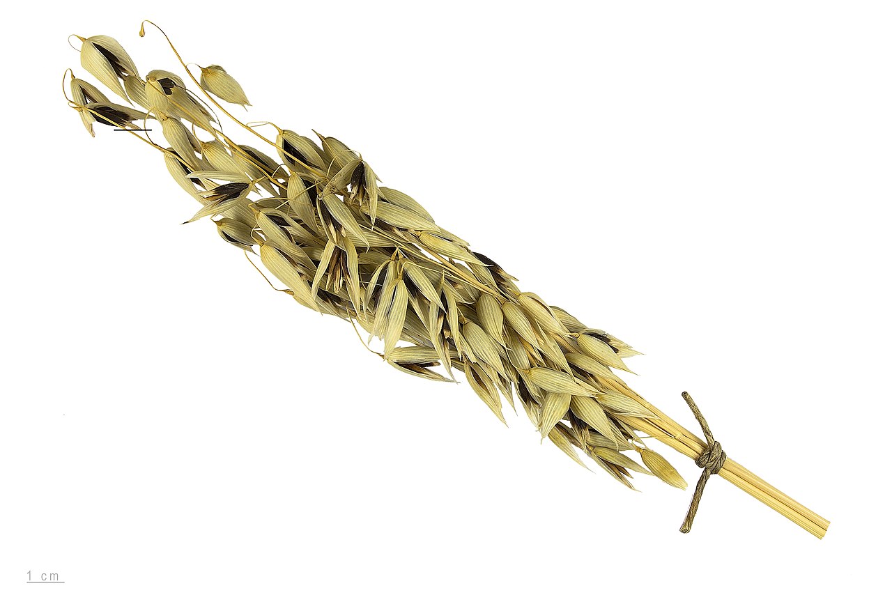 Oats