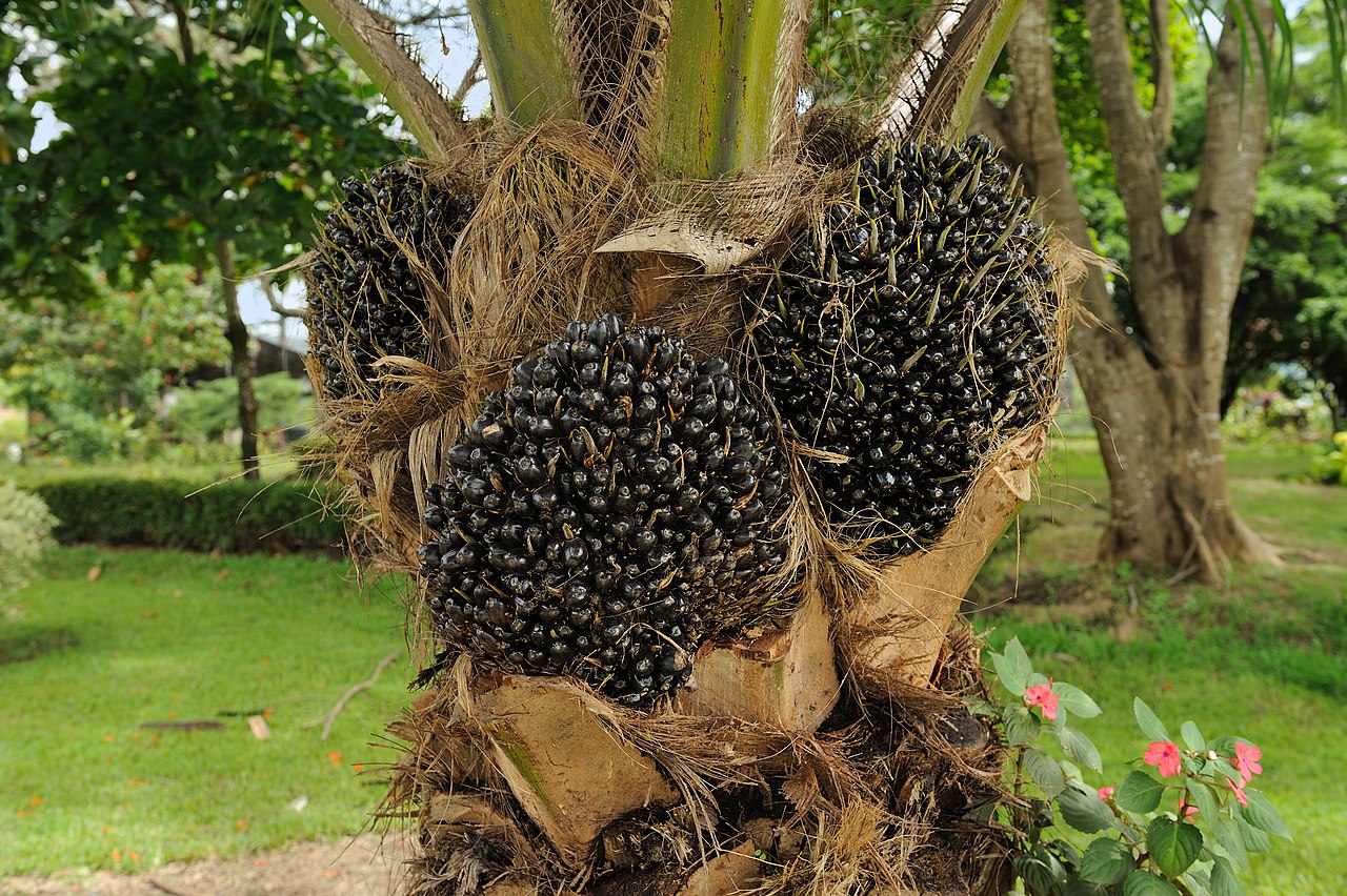 Oil palm fruit