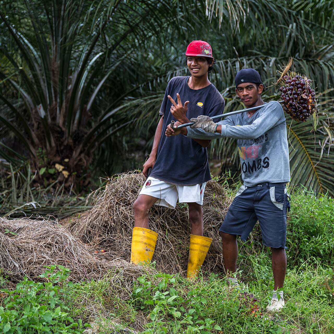 Oil palm fruit