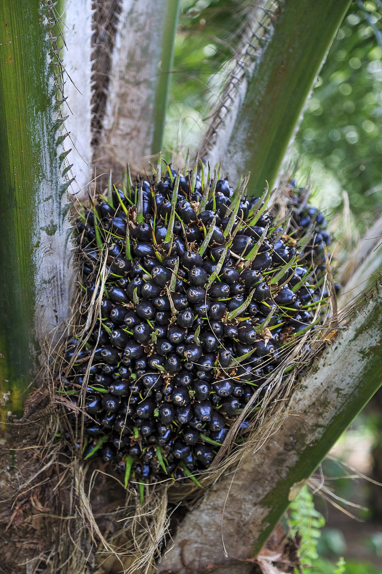 Oil palm fruit
