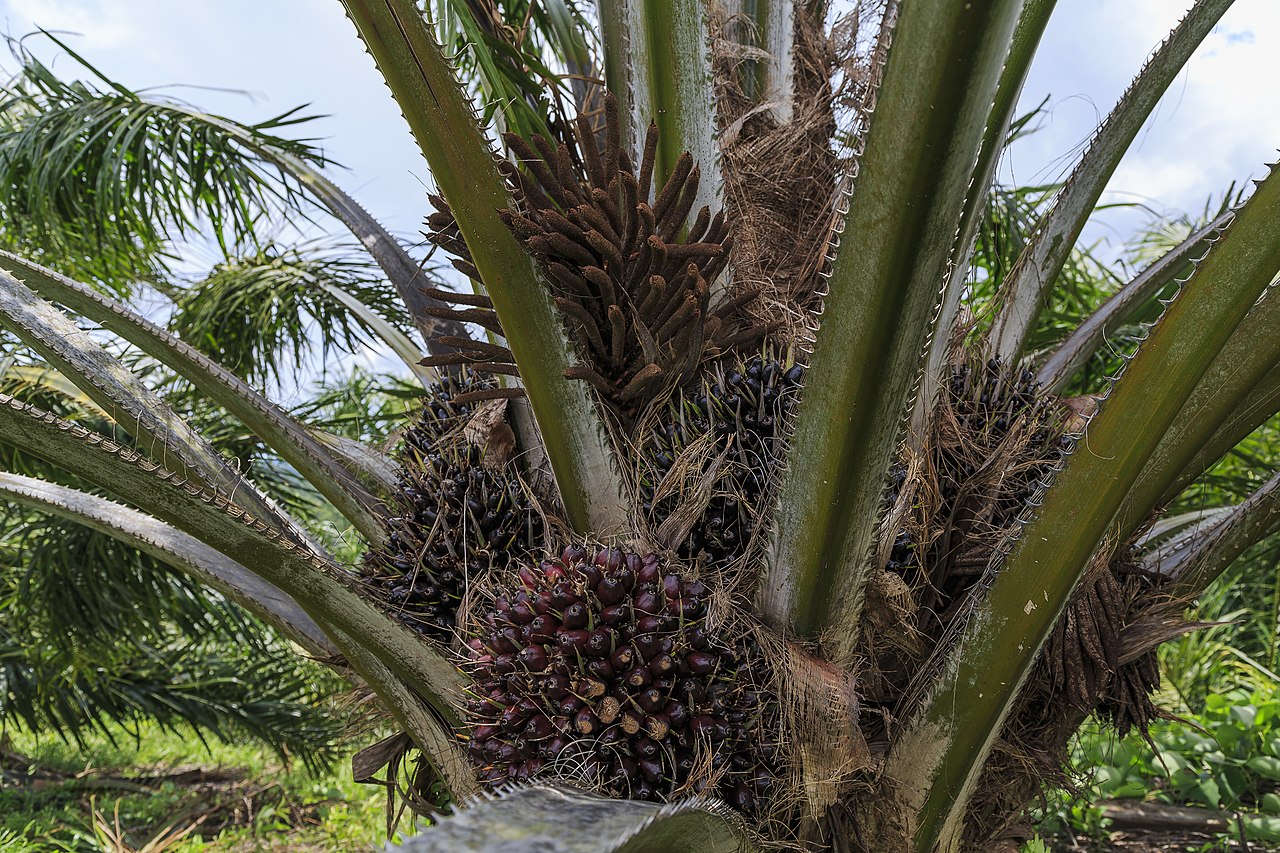 Oil palm fruit