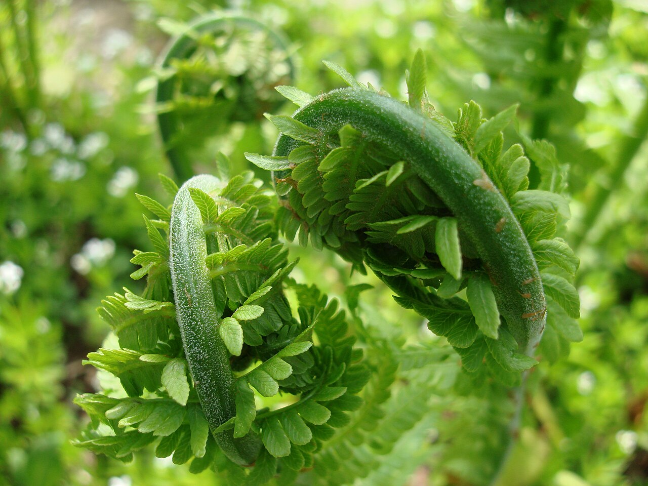 Ostrich fern fiddleheads