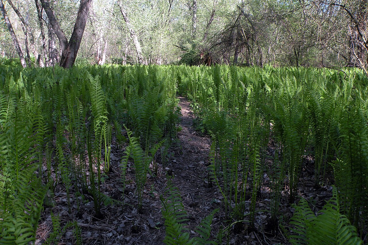 Ostrich fern fiddleheads