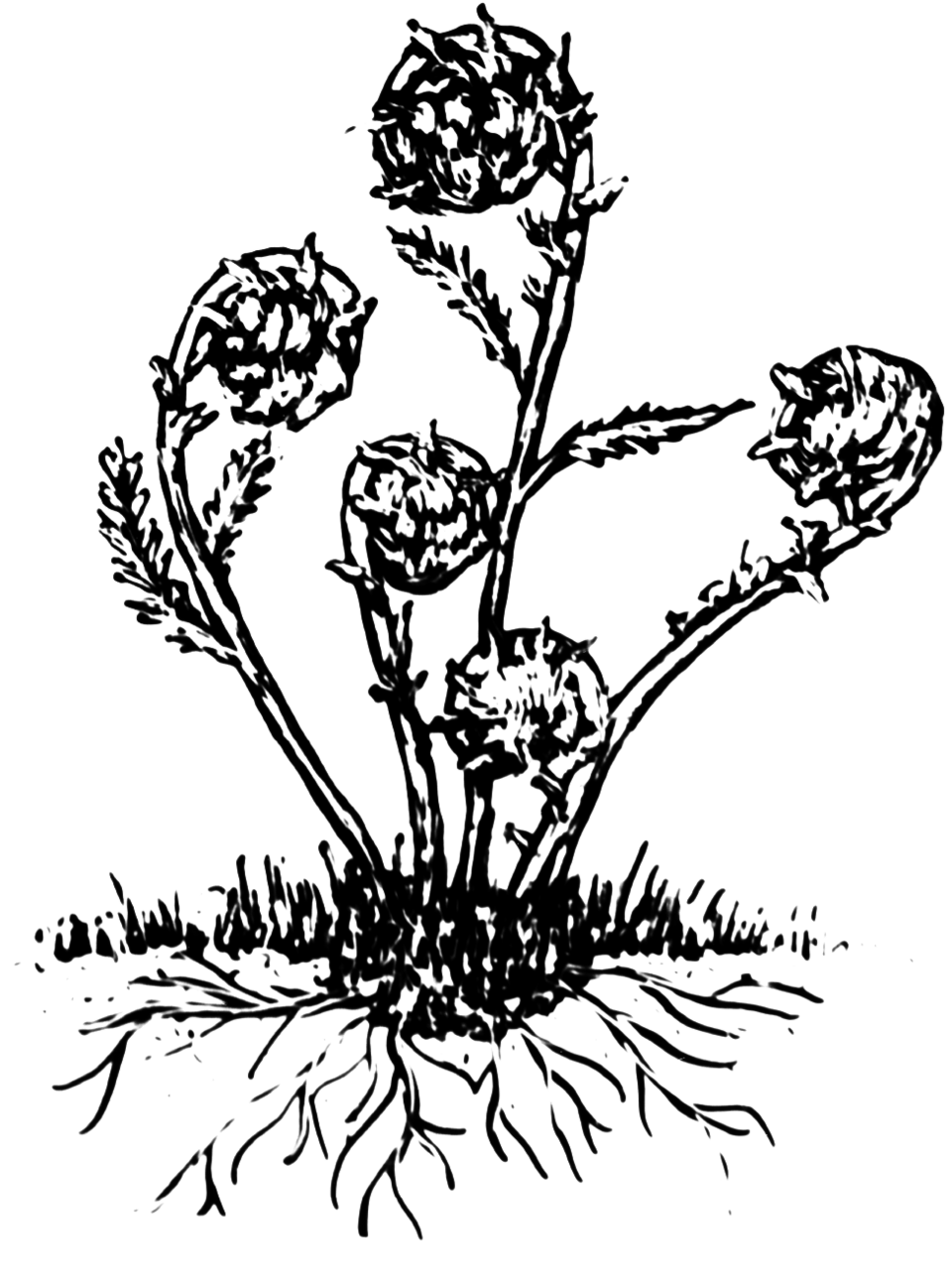 Ostrich fern fiddleheads