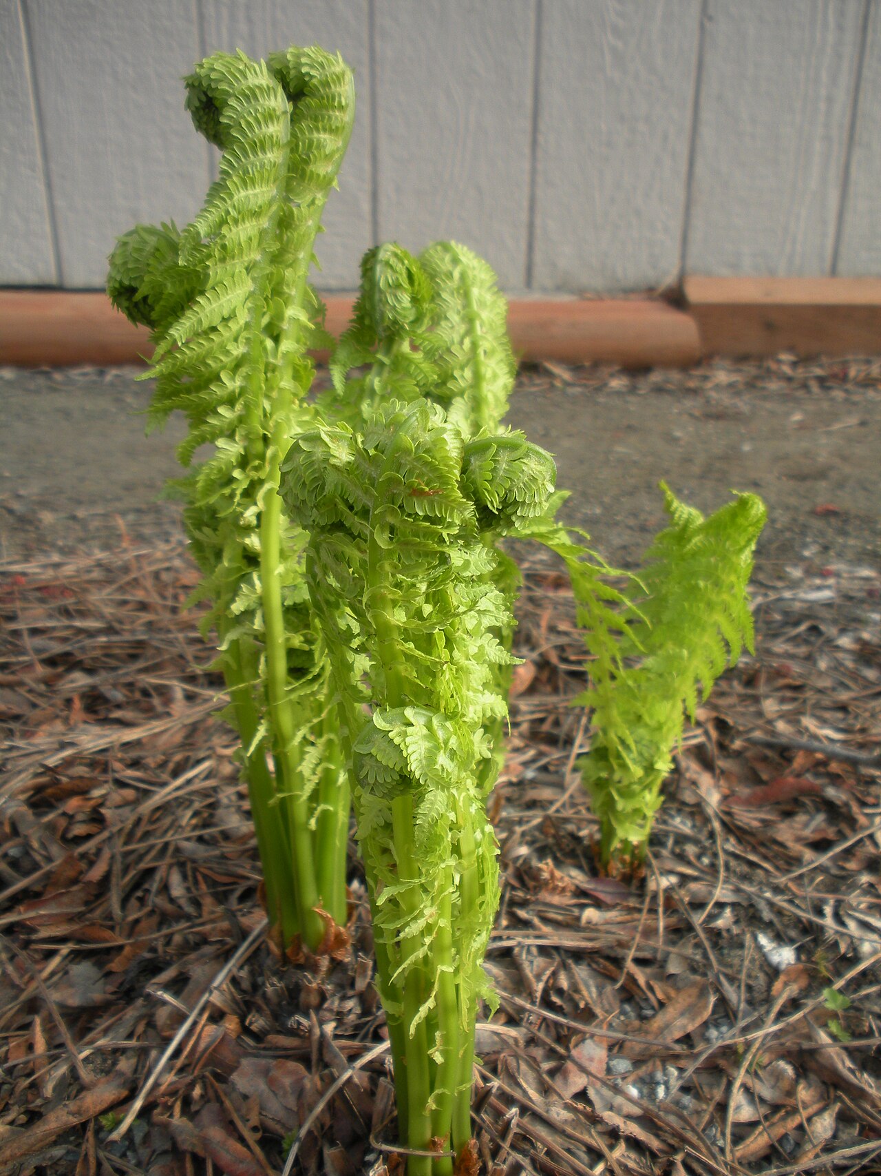 Ostrich fern fiddleheads