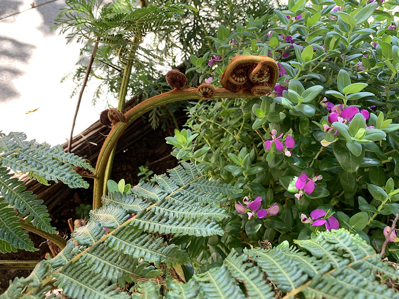 Other Edible Ferns