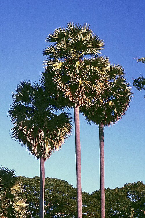 Palmyra fruit