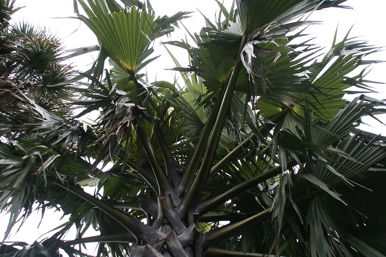 Palmyra fruit