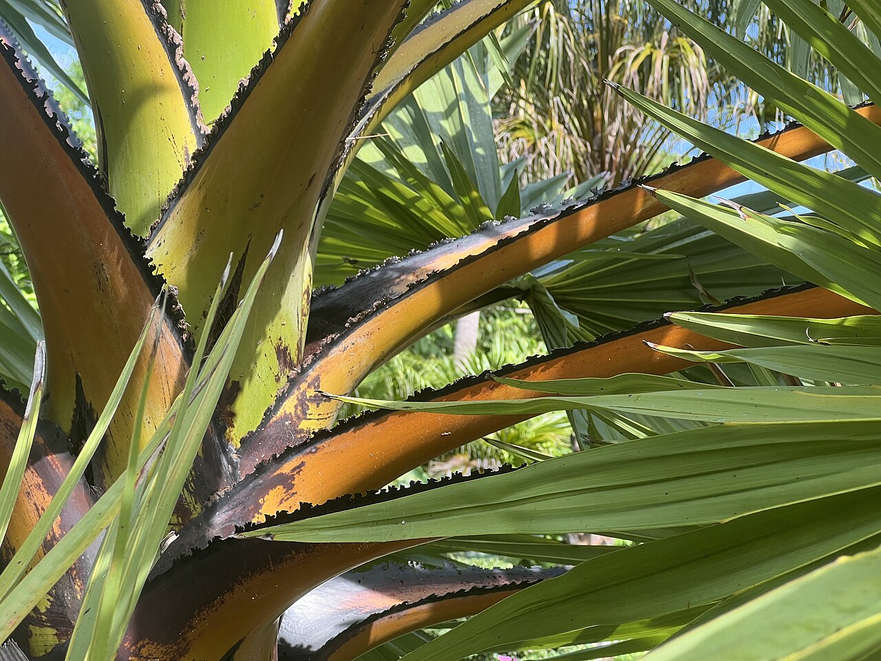 Palmyra fruit