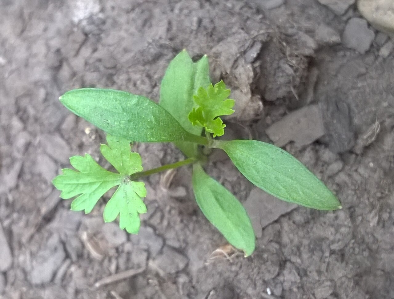 Parsley