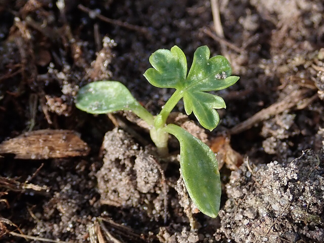 Parsley