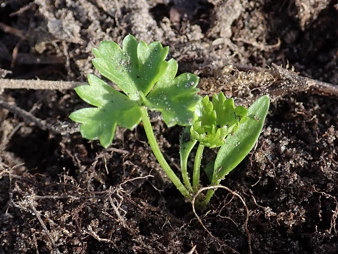 Parsley